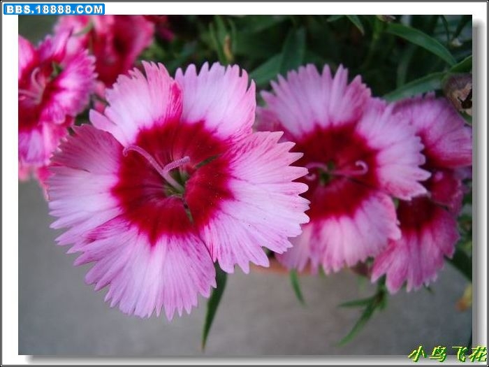 DSCF4155.jpg