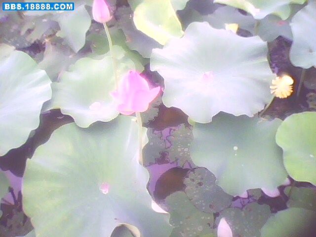 IMG0259A.jpg