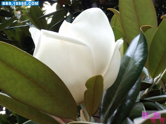 nEO_IMG_PICT0429.jpg