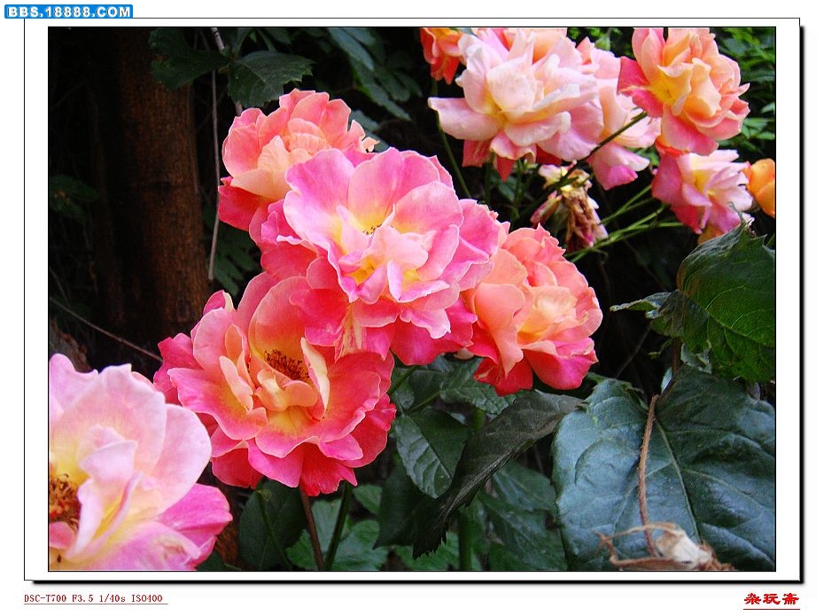 1花一花.jpg