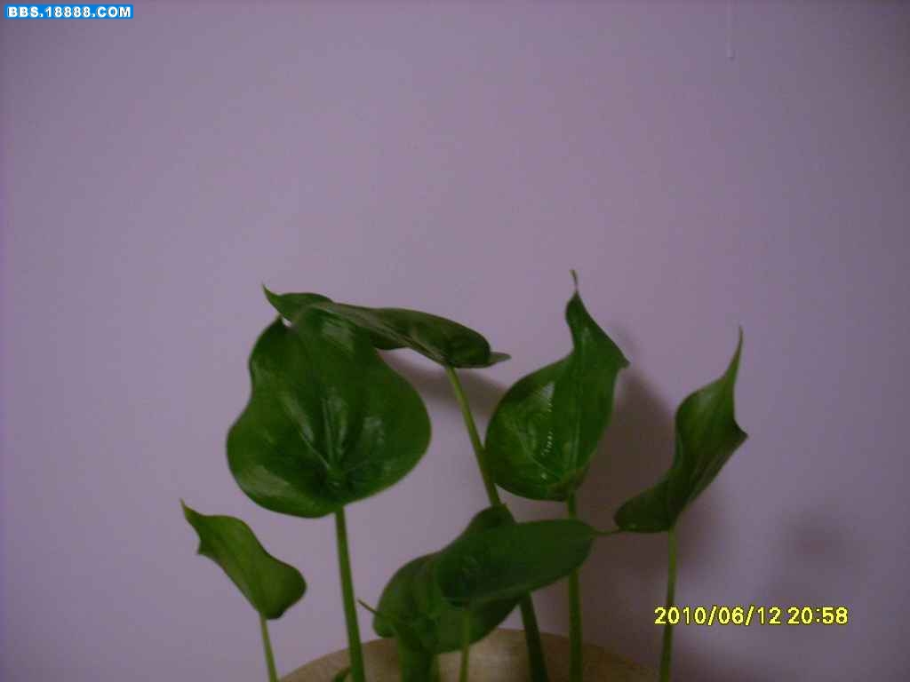 SL371613.JPG