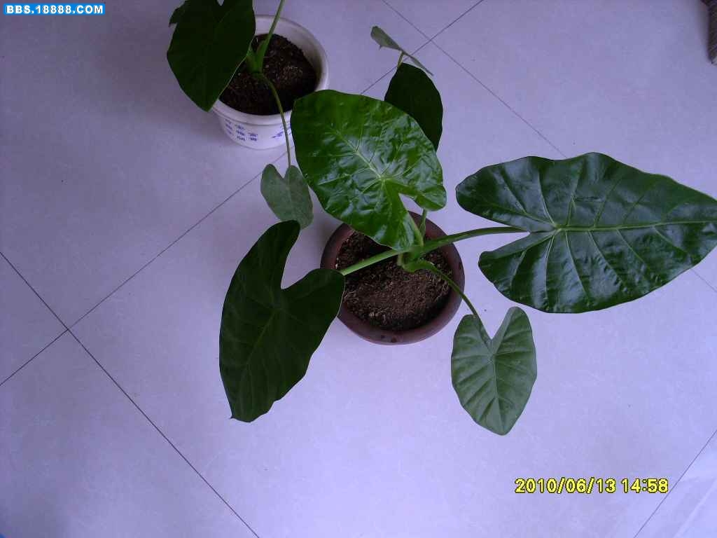 SL371676.JPG