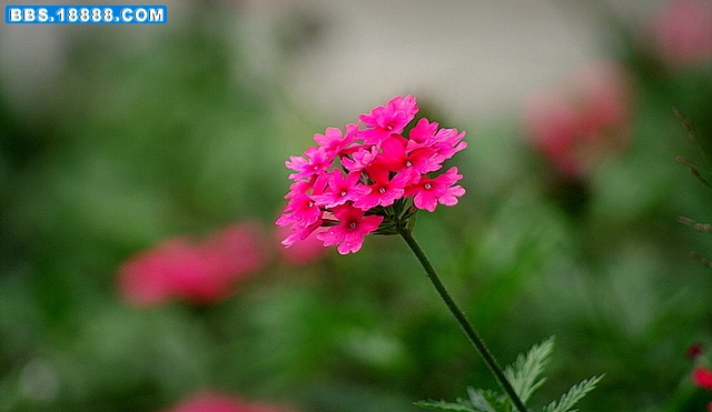 IMGP1138-2.JPG