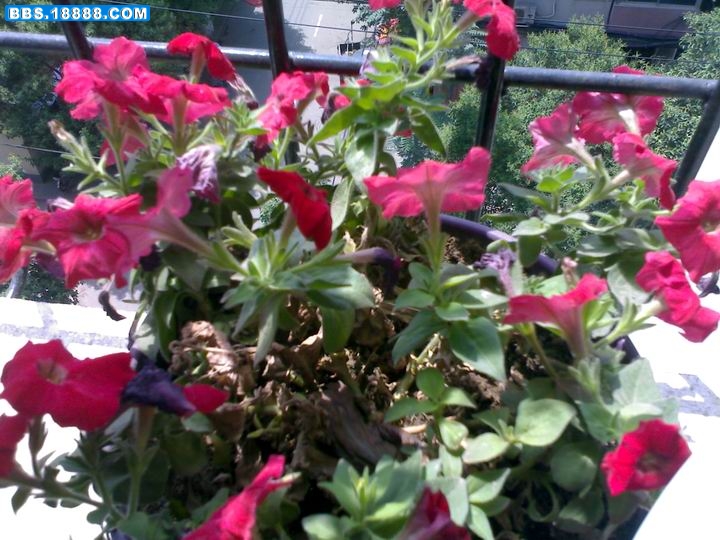 20100524177.jpg