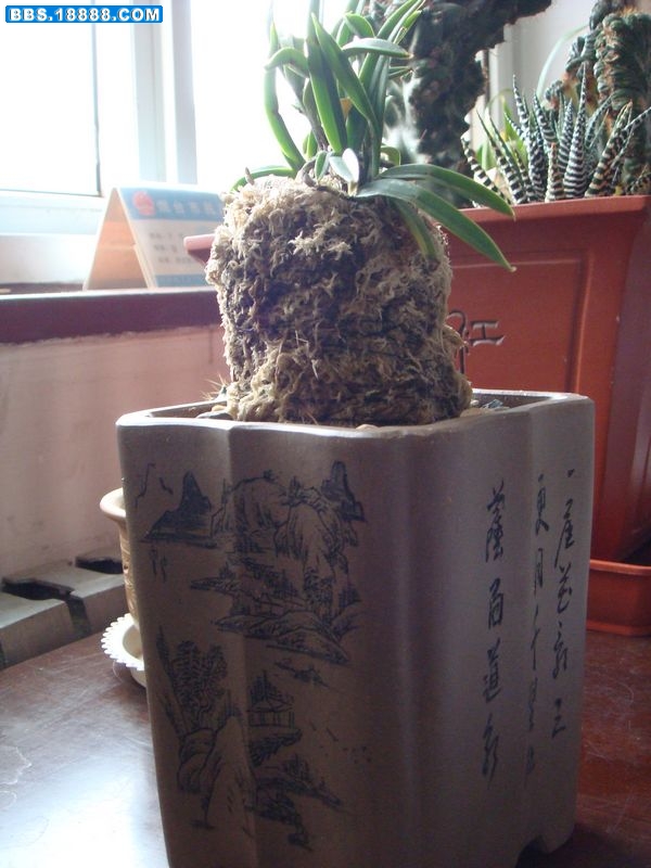 风兰A2.JPG