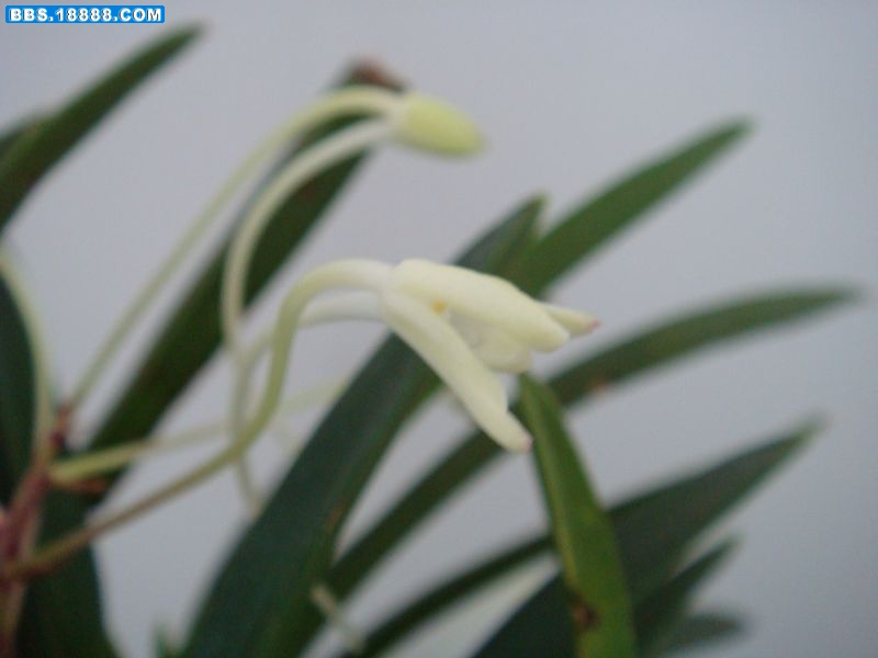 风兰B花1.JPG