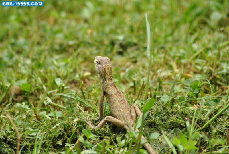 DSC_0316.JPG