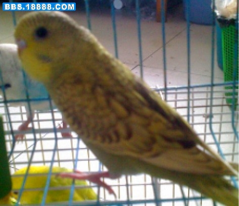 绿鱼鳞1_副本.jpg