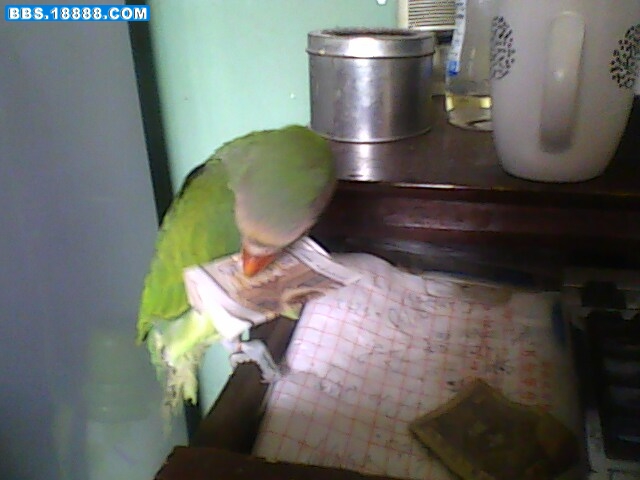 IMG0346A.jpg