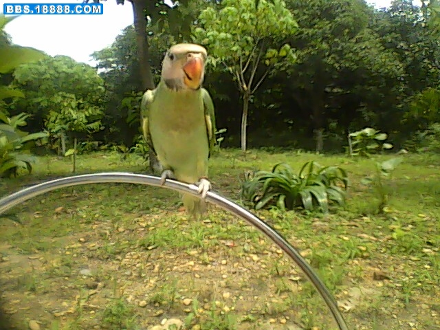 IMG0358A.jpg