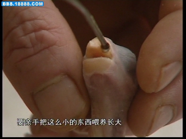 幼灰鹦鹉 017.jpg
