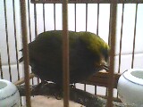 IMG0033A.jpg