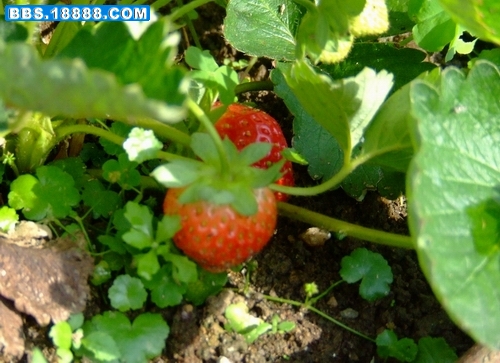 DSCF0098.JPG