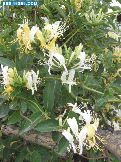 外&nbsp;&nbsp;滩 025.jpg