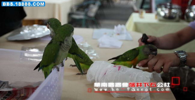 华南鹦鹉会五周年.024.jpg