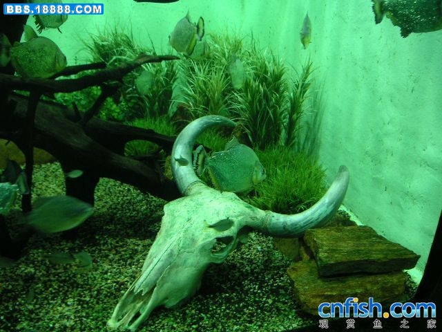 20070510_0bf63677ef38638e7842mJOmPHPlDGA4.jpg
