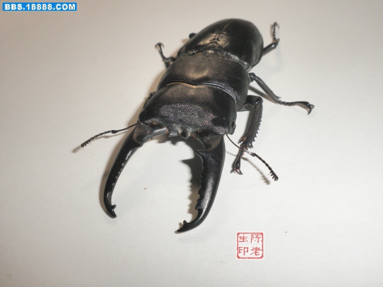美牙.jpg