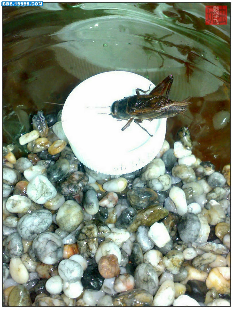 20100610547.jpg