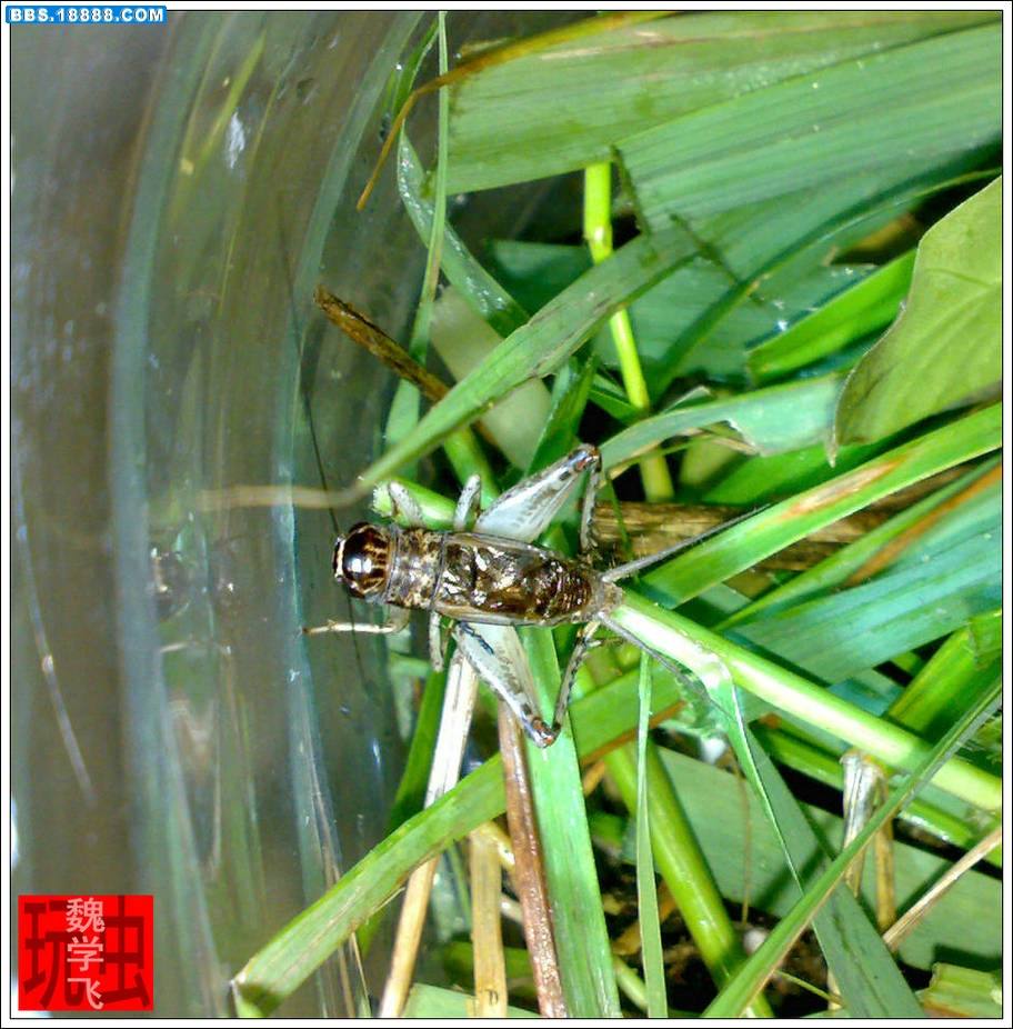 20100616884.jpg