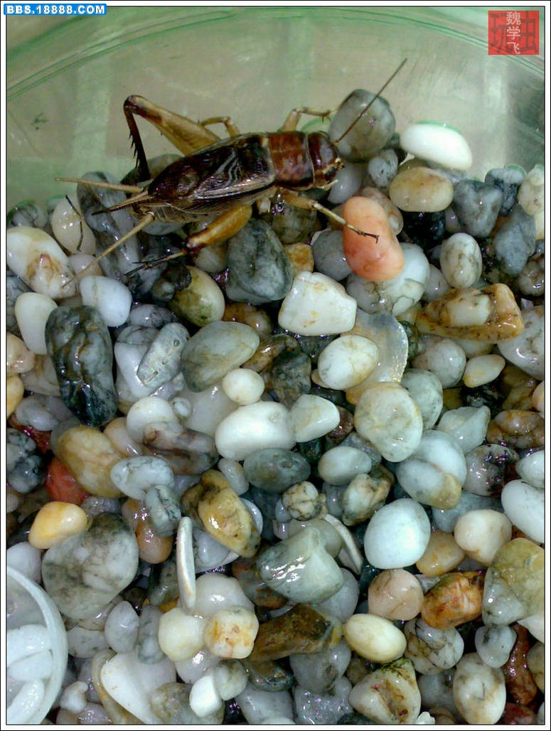 20100610482.jpg
