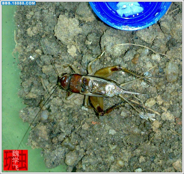 20100613666.jpg