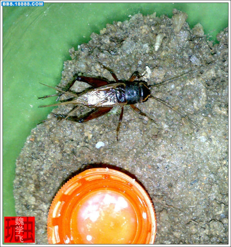 20100615860.jpg
