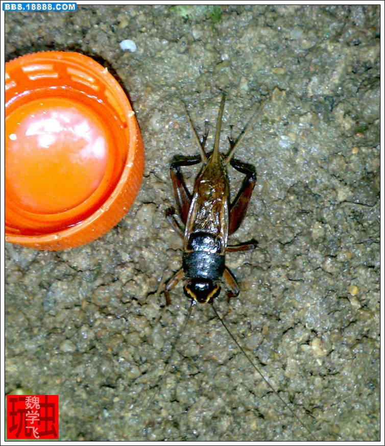 20100615870.jpg