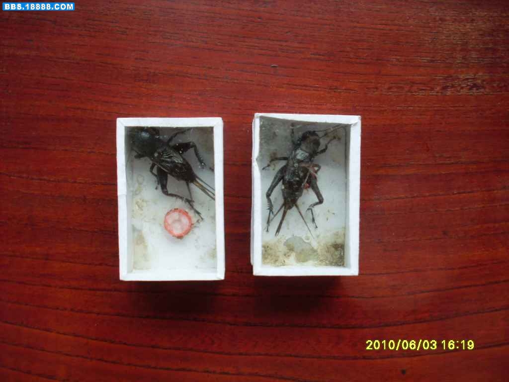 SL371470.JPG