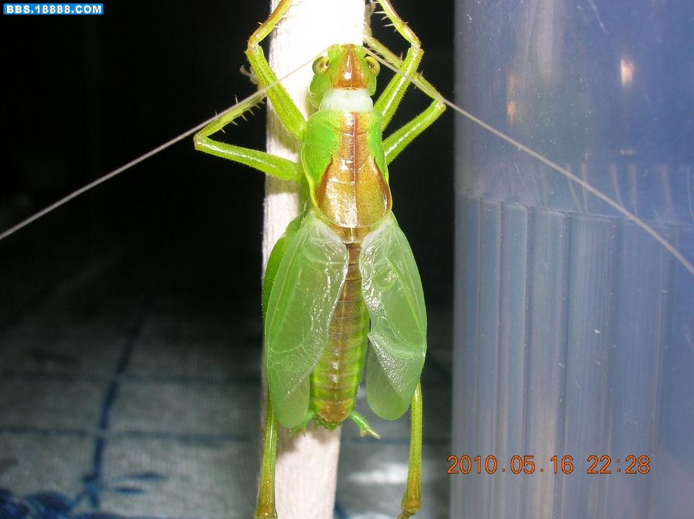 DSCN8038.jpg
