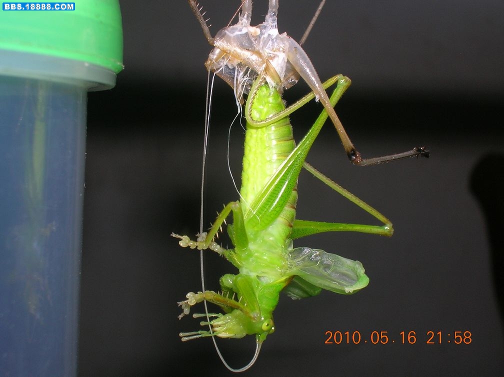 DSCN7987.jpg