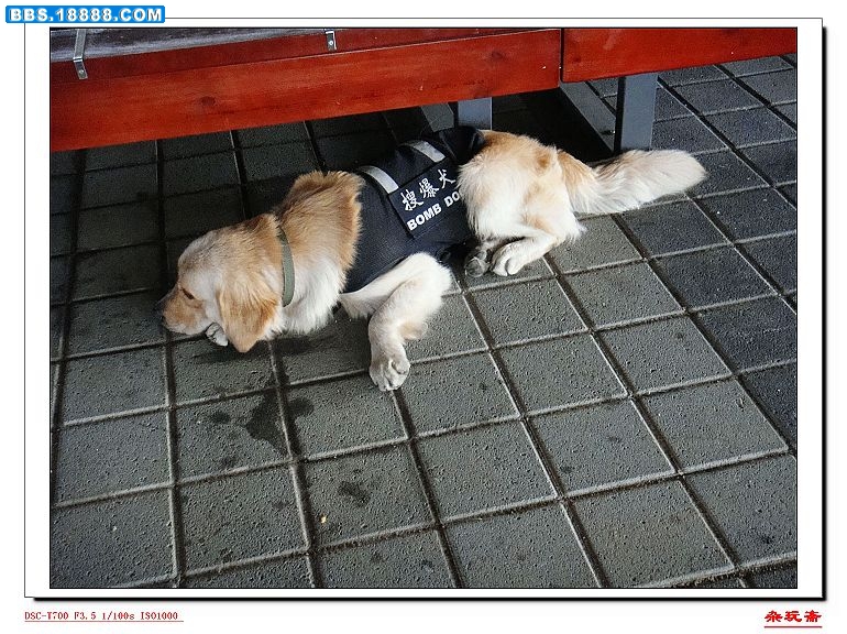 7狗.jpg