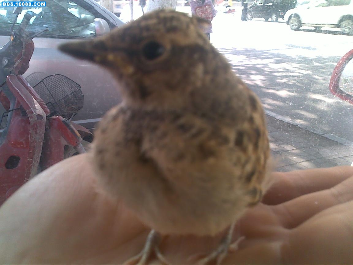 20100510105.jpg