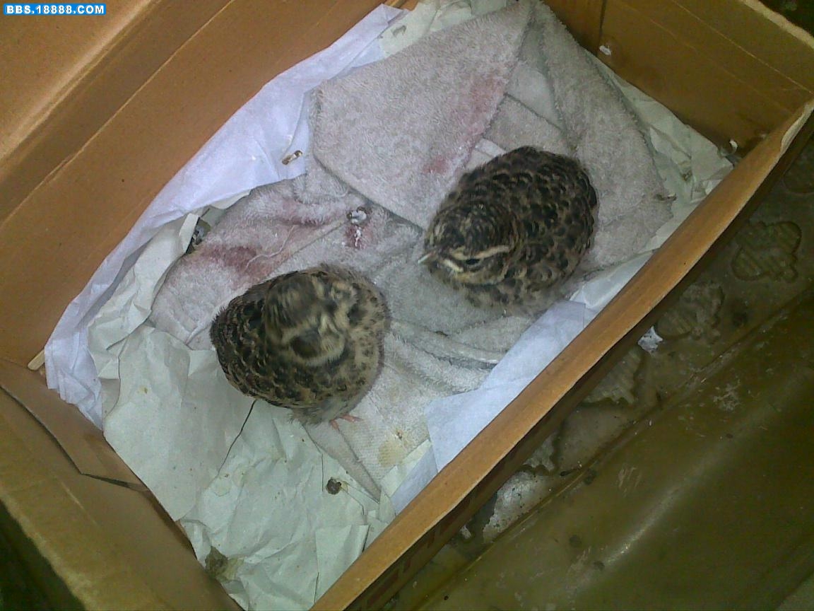 20100611228.jpg