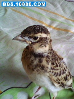 IMG06151132aa.jpg