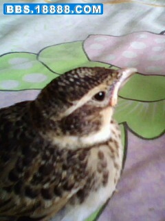 IMG06151137ab.jpg