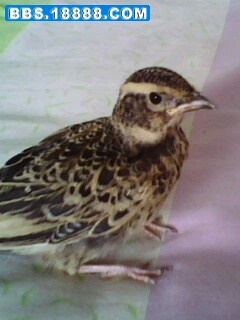 IMG06151138ab.jpg