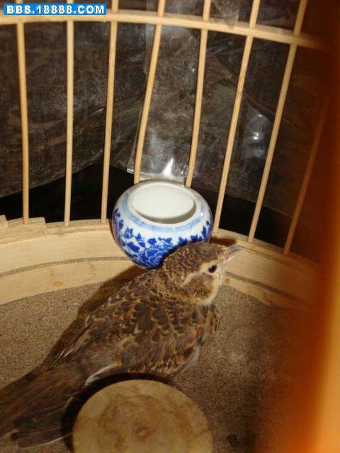 旋转 DSC02751.JPG