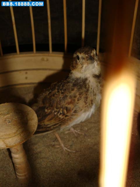 旋转 DSC02757.JPG