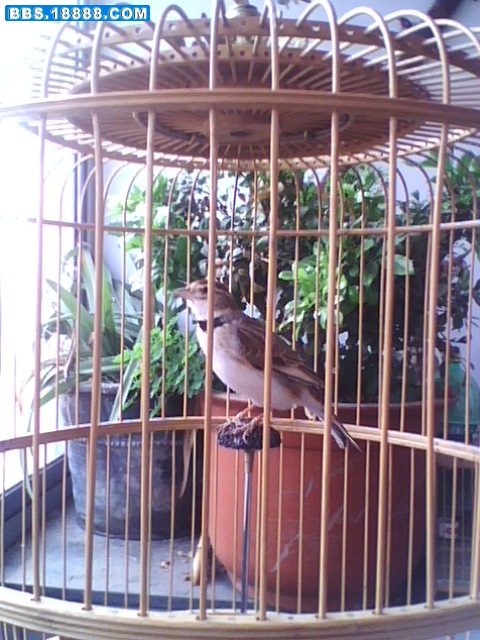 IMG0190A.jpg