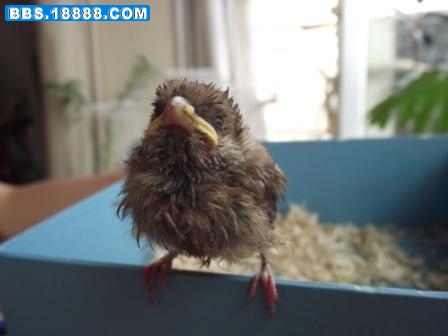 bird2.jpg