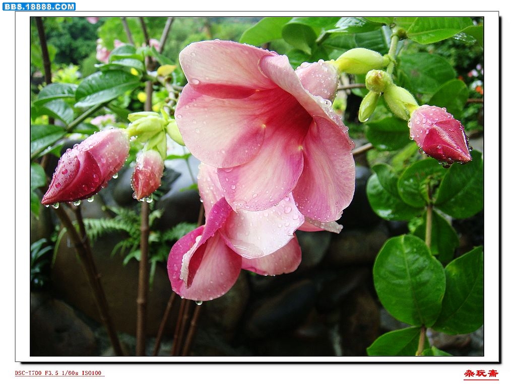 1花卉红.jpg