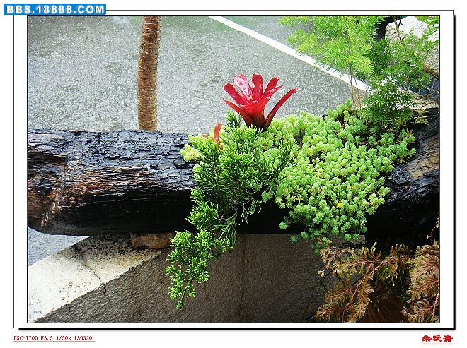18台湾花卉.jpg