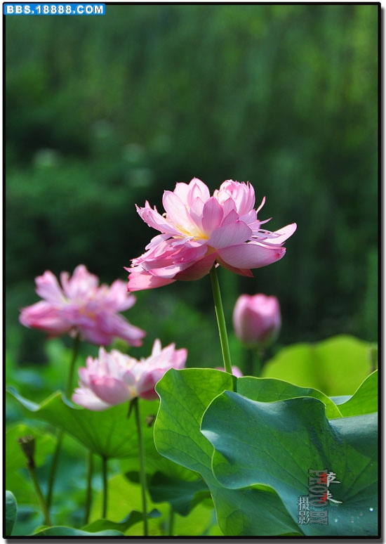 碗莲 041.jpg
