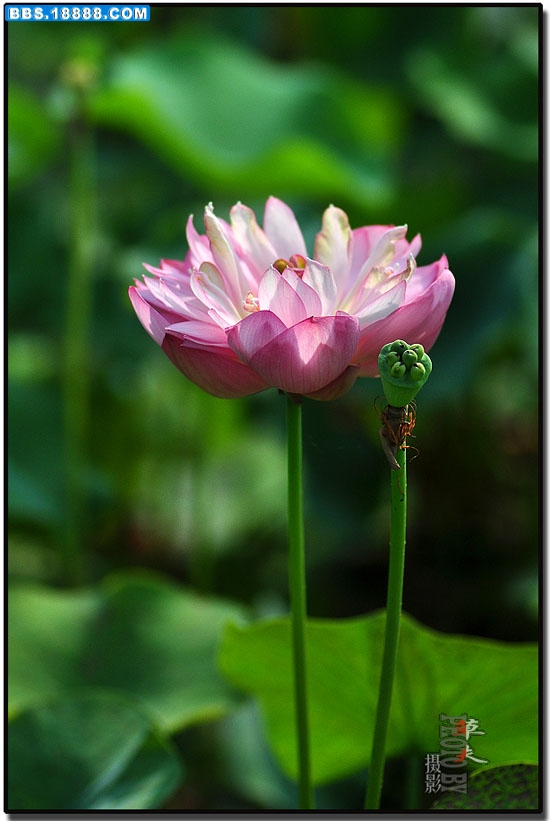 碗莲 076.jpg