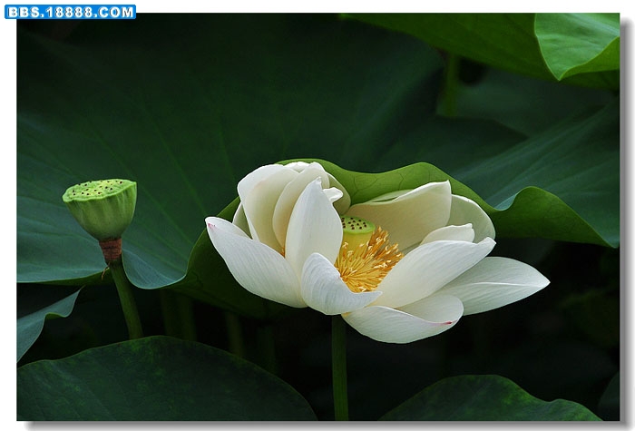 白荷 065.jpg