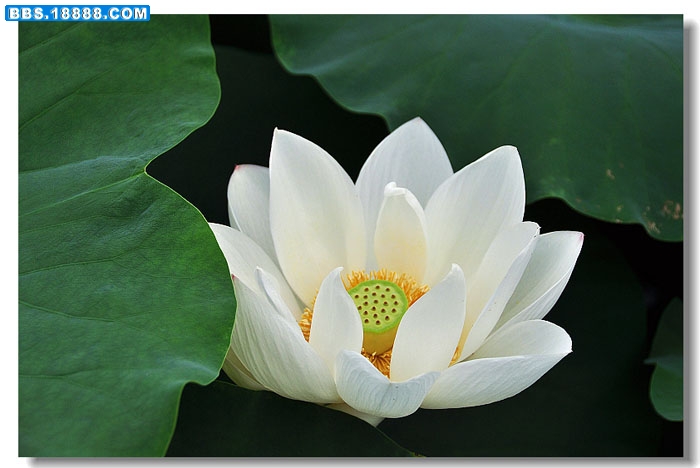 白荷 057.jpg