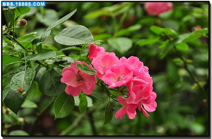 雨荷 091.jpg