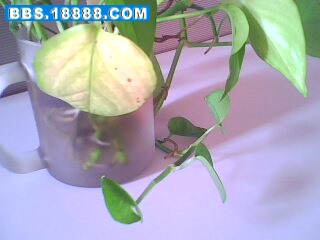 IMG0167A.jpg