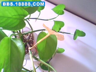 IMG0166A.jpg