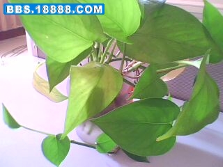 IMG0165A.jpg
